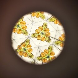 Little Dutch - Kaleidoskop - Forest Friends - (Display med 12 stk. i)